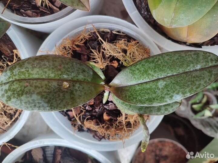 Фаленопсис Парфюмерная фабрика Scention