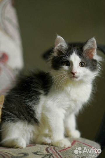 Котенок Нюша в добрые руки