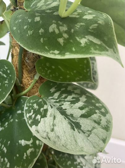 Сциндапсус