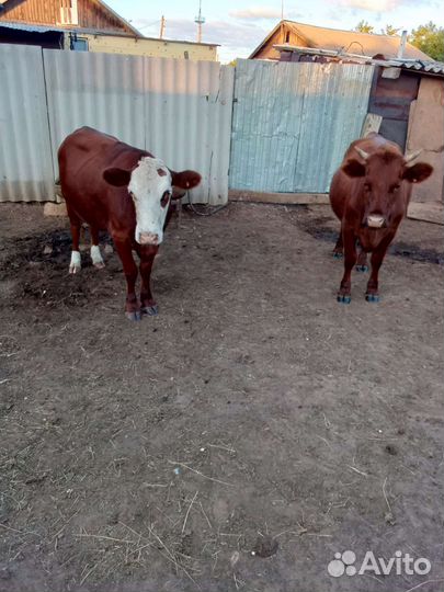 Толки 1.5годовалые