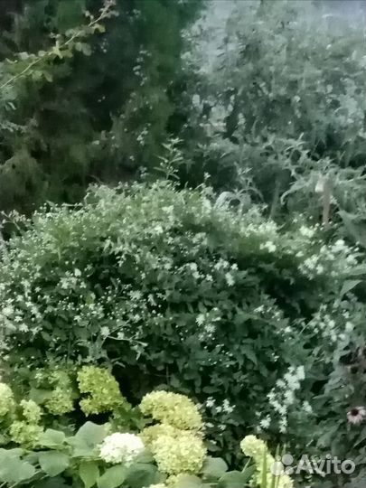 Клематис жгучий