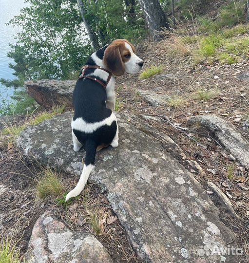 Щенок Бигль мальчик