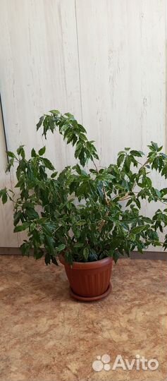 Гибискус китайская роза