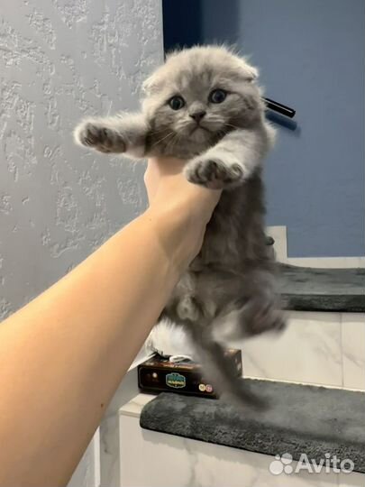 Котята британцы