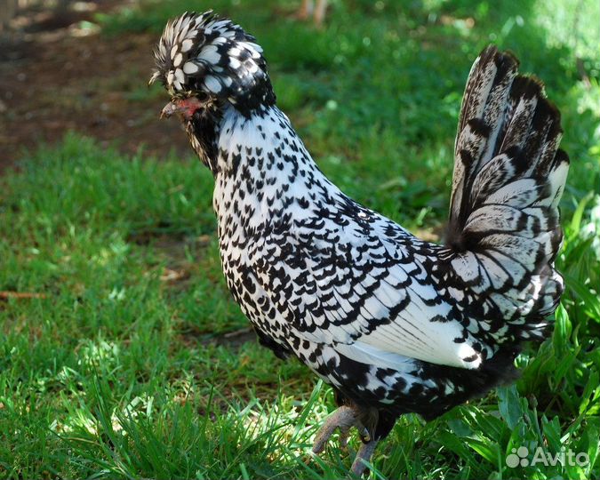 Инкубационное яйцо