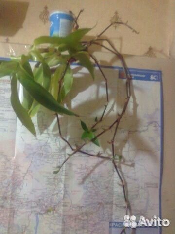 Продам золотой ус лечебный (каллизия душистая)