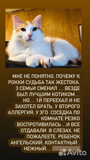 Рыжий котик. Любит ласкаться и спать в обнимку
