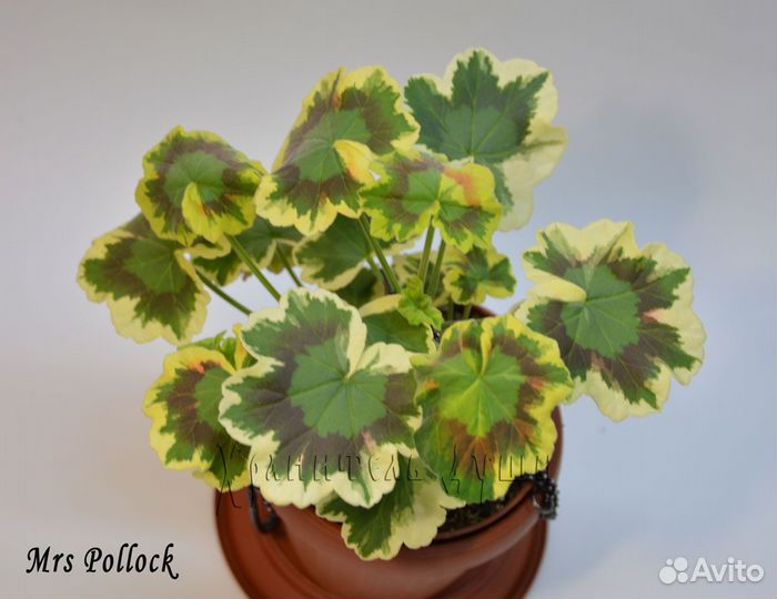 Пеларгония зональная Mrs. Pollok