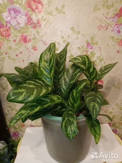 Диффенбахия