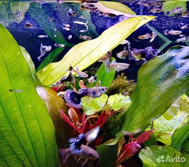 Гуппи чистая линия