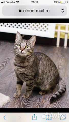 Спасите Тиффани