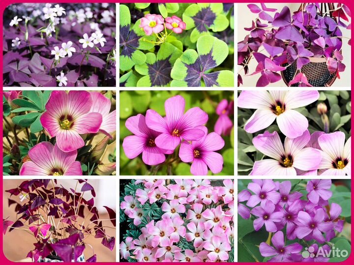 Кислицы для дома и сада