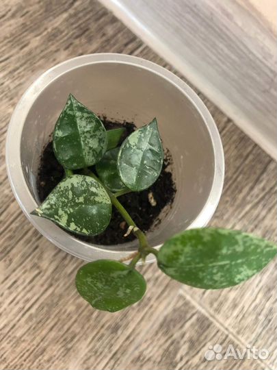 Продам излишки своих растений