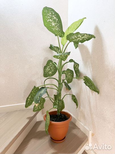 Диффенбахия