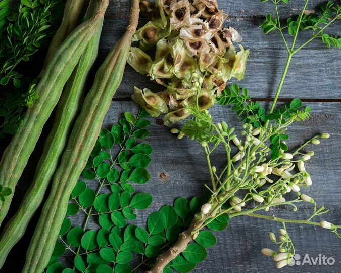 Моринга Масличная, семена