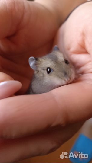 Джунгарский хомяк