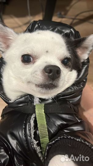 Чихуахуа кобель для вязки