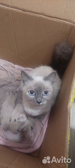 Отдам бесплатно подарю