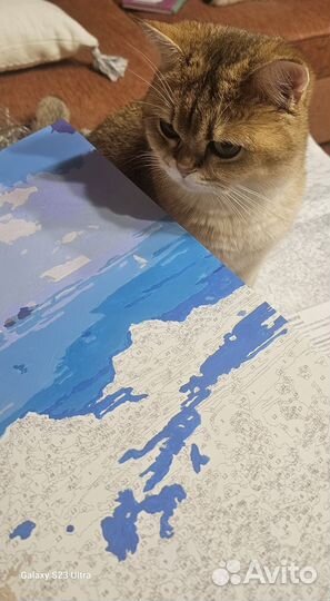 Шотландская золотая шиншилла