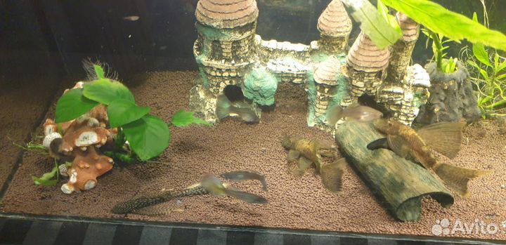 Сомики анцитрусы