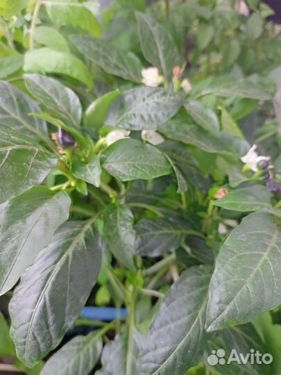 Многолетний острый перец