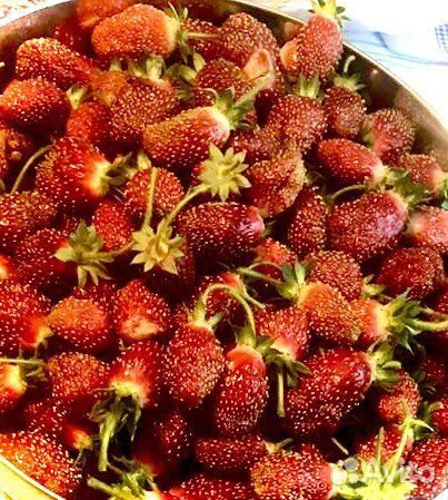 Рассада клубники (земляники)