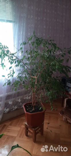 Фикус Бенджамина