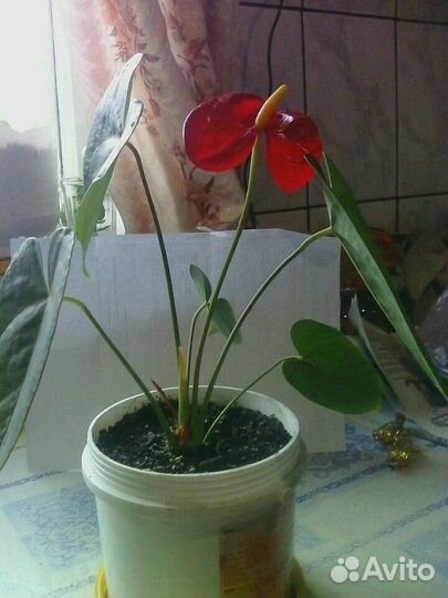 Комнатные цветы