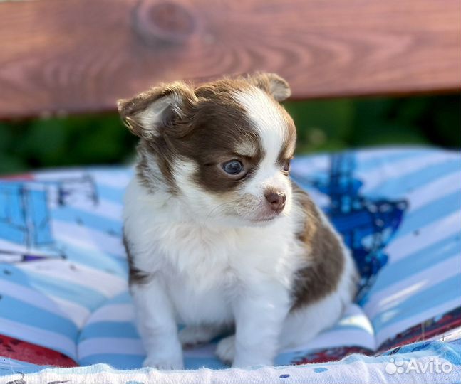 Щенки чихуахуа