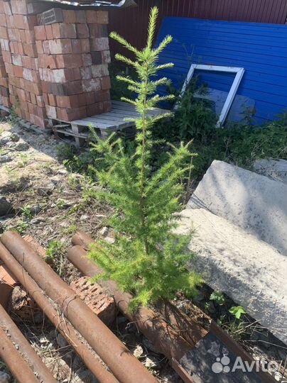 Продаются голубые ели