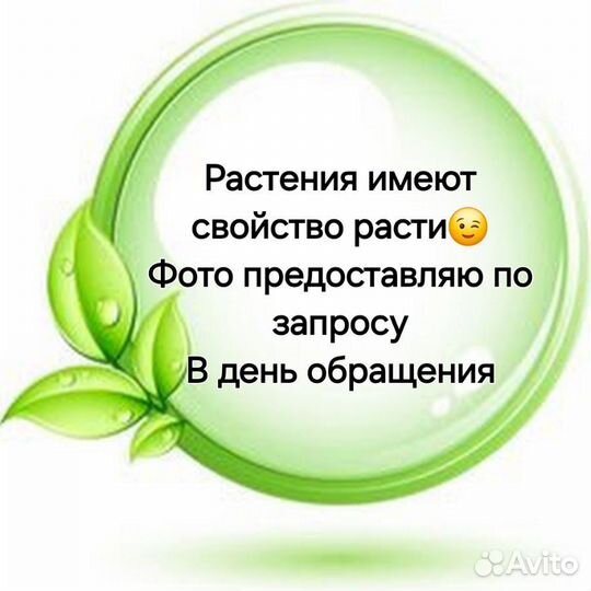 Полиантес Тубероза