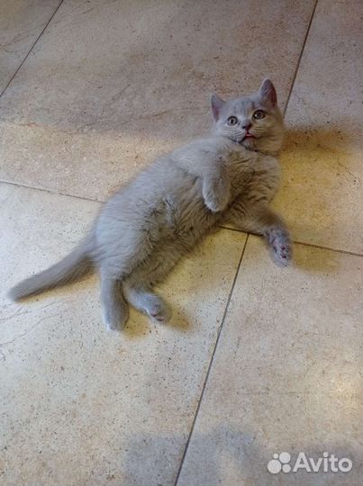 Британские лиловые котята