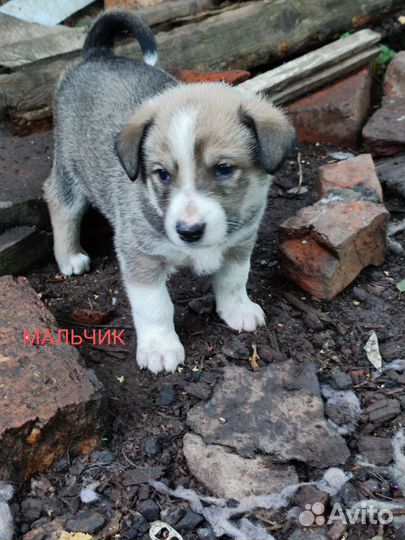 Щенки в добрые руки