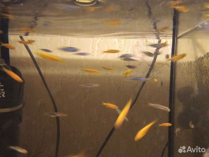 Лягушата,тритоны, рыбки