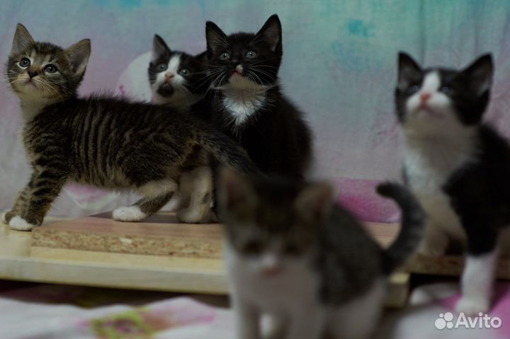 Котята в добрые руки бесплатно