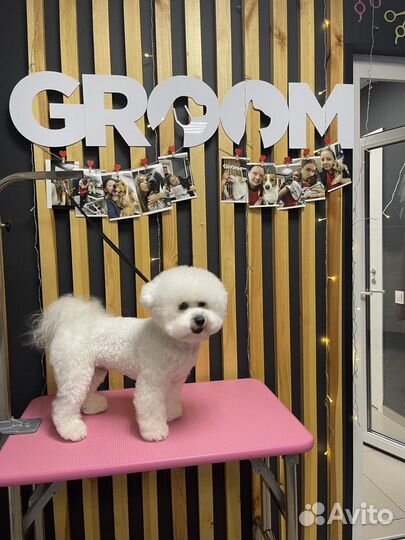 Стрижка собак и кошек в Бутово