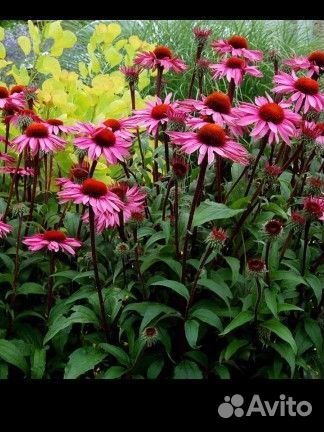 Эхинацея