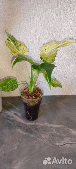 Alocasia cucullata'White lace'