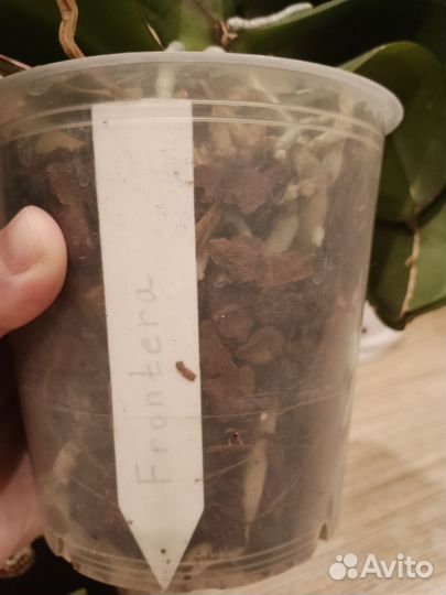 Орхидея фаленопсис