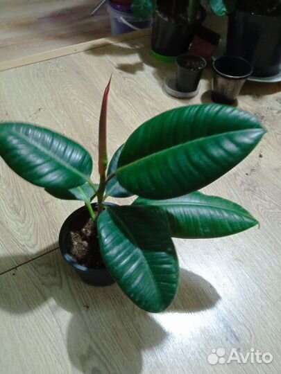 Сортовые гибискусы, кактус, монстера, шефлера