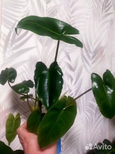 Филодендрон Бурле Маркс