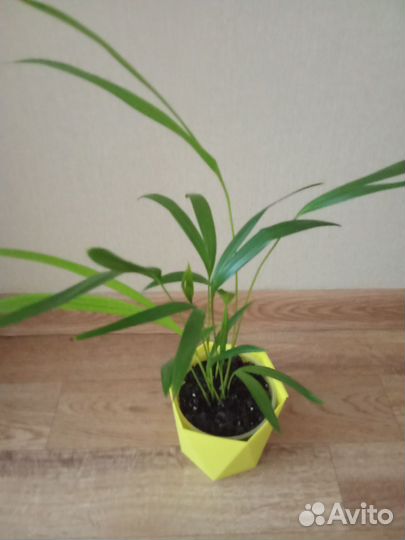 Хризолидокарпус