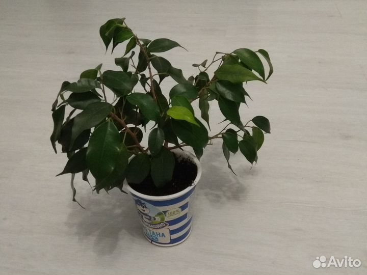 Фикус бенджамина