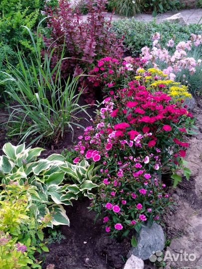 Эхиноцеи сортовые. Гвоздики