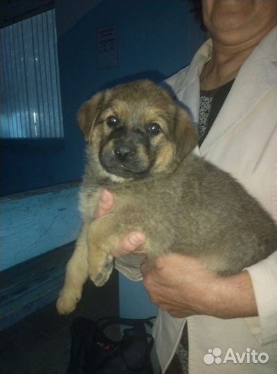 Щенок девочка в добрые руки