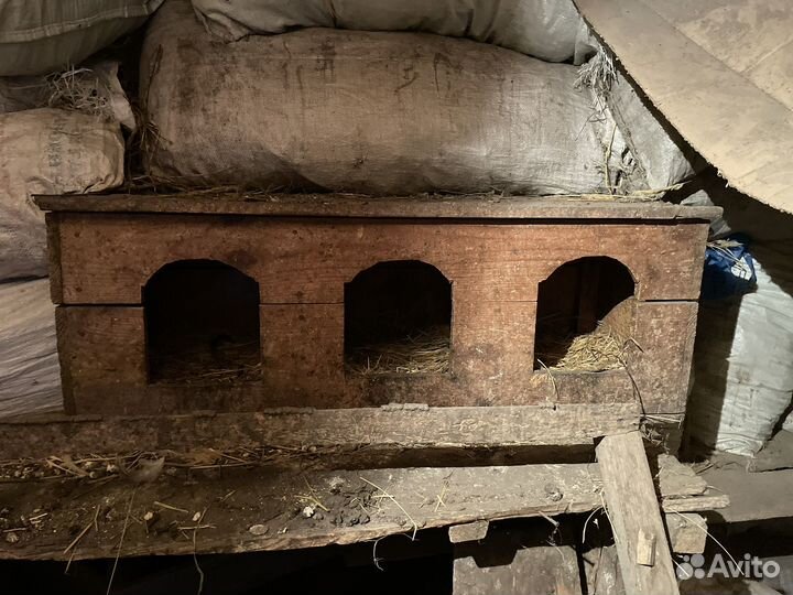 Куры петухи