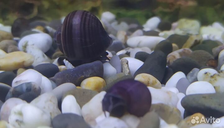 Ампулярии Черничные