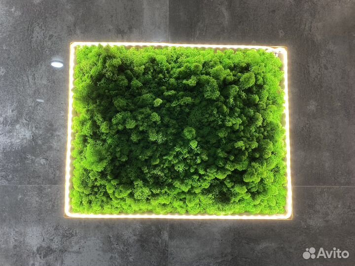 Стабилизированный мох панно