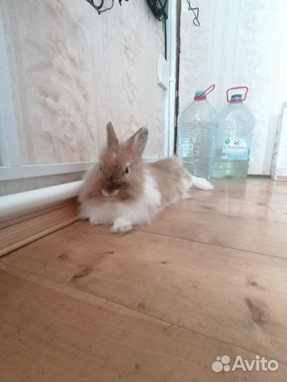 Карликовый кролик рыжий