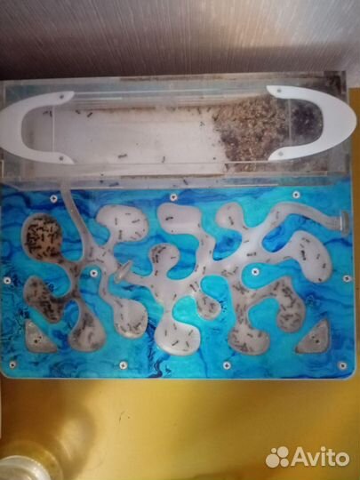 Муравьиная ферма